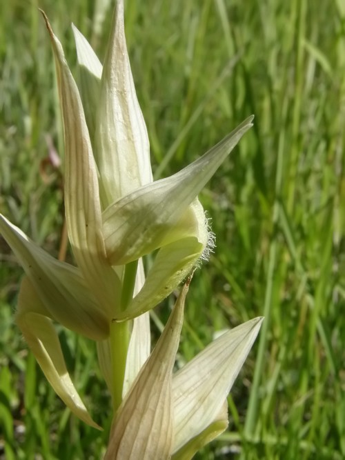 Serapias vomeracea (apocromia totale)